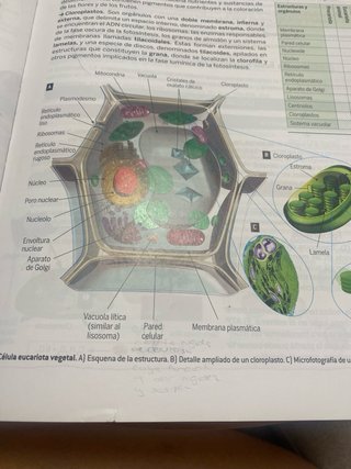 Biología y geología, 3 ESO, Proyecto 5 etapas