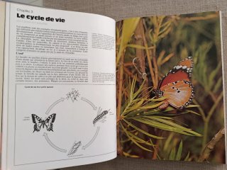 Encyclopédie Des Papillons. Mariposas del Mundo.