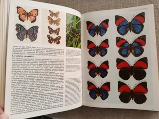 Encyclopédie Des Papillons. Mariposas del Mundo.