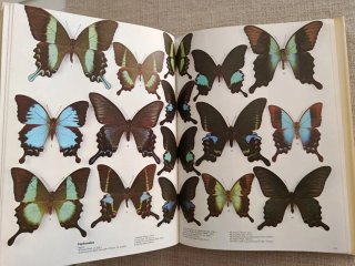 Encyclopédie Des Papillons. Mariposas del Mundo.
