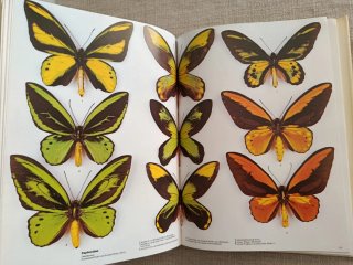 Encyclopédie Des Papillons. Mariposas del Mundo.