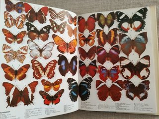 Encyclopédie Des Papillons. Mariposas del Mundo.
