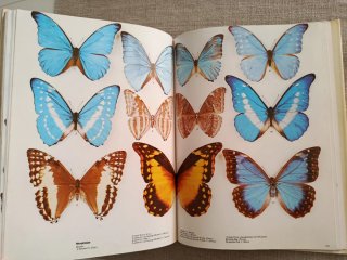 Encyclopédie Des Papillons. Mariposas del Mundo.