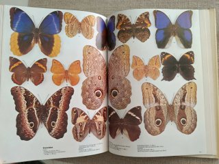 Encyclopédie Des Papillons. Mariposas del Mundo.