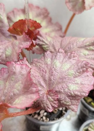 Begonia DS Pink Panther GRANDE