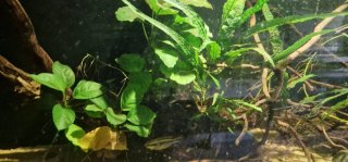 Acuario 300 litros