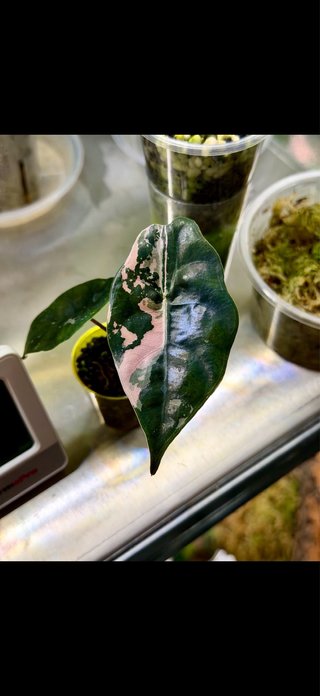 Alocasia chantrieri Pink