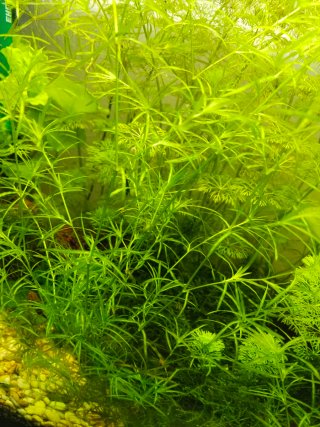 Plantas Ambulia para acuario - 4 tallos
