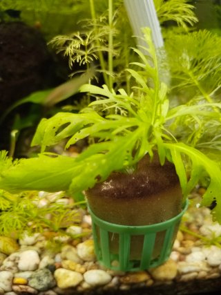 Plantas Ambulia para acuario - 4 tallos