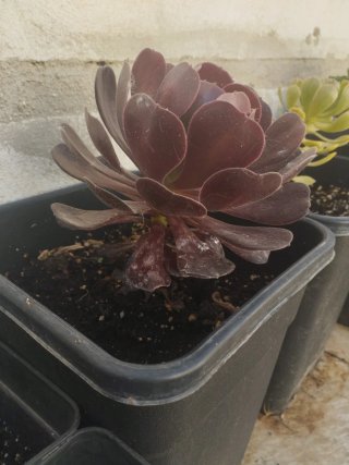 Planta Suculenta Rosa Negra