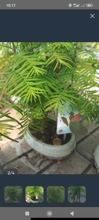 Bonsái Metasequoia