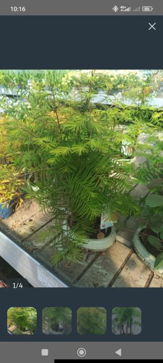 Bonsái Metasequoia