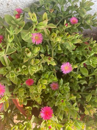 Planta Mesembryanthemum crasula