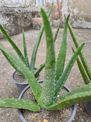 Planta Aloe Vera en Maceta
