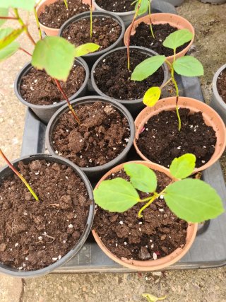 Planta de flor de Jamaica