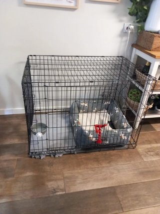 Jaula grande para perro