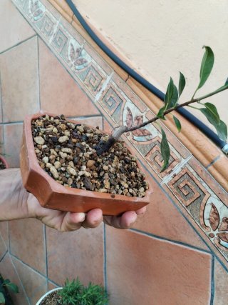Bonsái Ficus