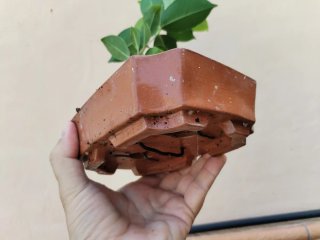 Bonsái Ficus