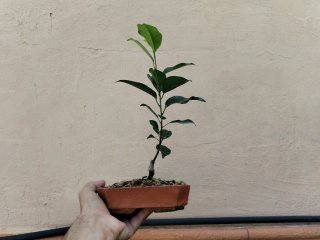 Bonsái Ficus