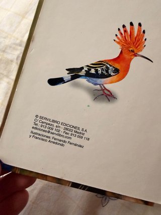 Libro infantil Animales Salvajes – Servilibro