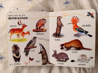 Libro infantil Animales Salvajes – Servilibro