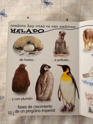 Libro infantil Animales Salvajes – Servilibro