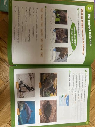 NATURAL SCIENCE 3 PEIMARIA ACTIVITY Y  VISUAL BOOK