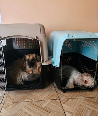 Transportín IATA grande perro resistente y seguro