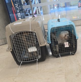 Transportín IATA grande perro resistente y seguro