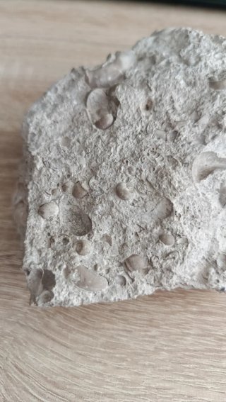 Fósil de roca con conchas marinas