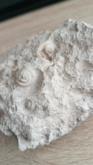 Fósil de roca con conchas marinas