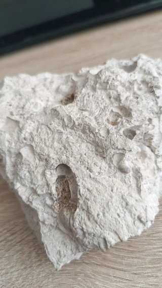 Fósil de roca con conchas marinas