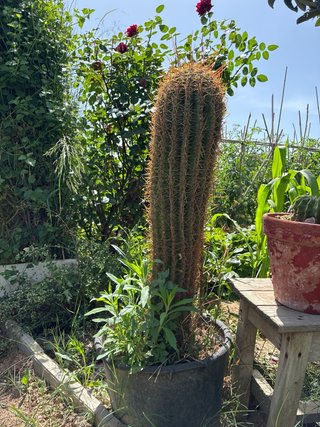 Cactus de 1 metro de altura aproximadamente