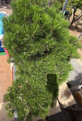 Bonsái Pino Negro Japonés (Pinus thunbergii)
