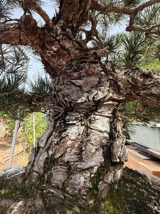 Bonsái Pino Negro Japonés (Pinus thunbergii)