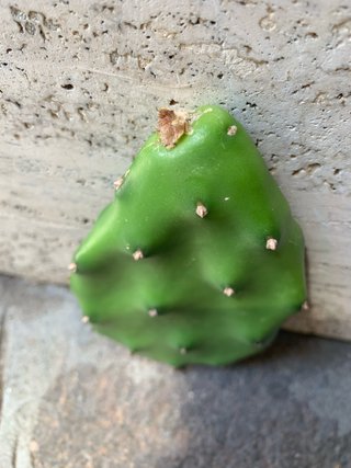 Opuntia Quimilo - 1 talea già radicata