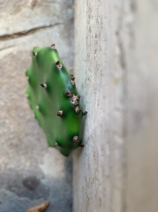 Opuntia Quimilo - 1 talea già radicata