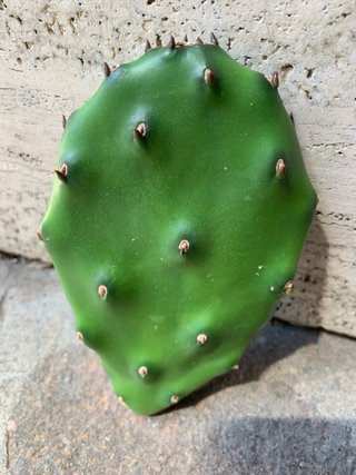 Opuntia Quimilo - 1 talea già radicata