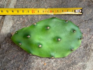 Opuntia Quimilo - 1 talea già radicata