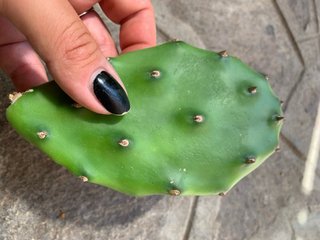 Opuntia Quimilo - 1 talea già radicata