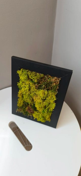 Cuadro de musgo preservado 22x18cm