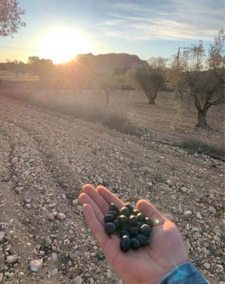 Venta de olivar en produccion.