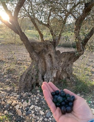 Venta de olivar en produccion.