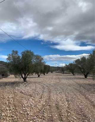 Venta de olivar en produccion.