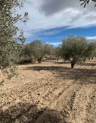 Venta de olivar en produccion.
