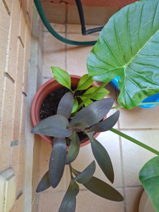 Planta Marquesa Limonero y más