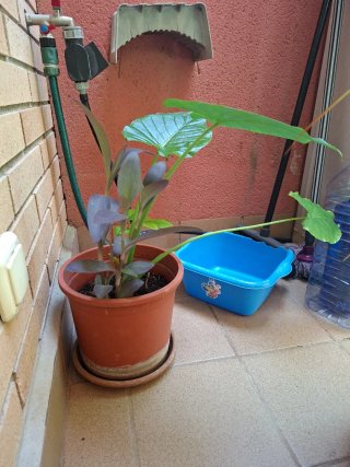 Planta Marquesa Limonero y más