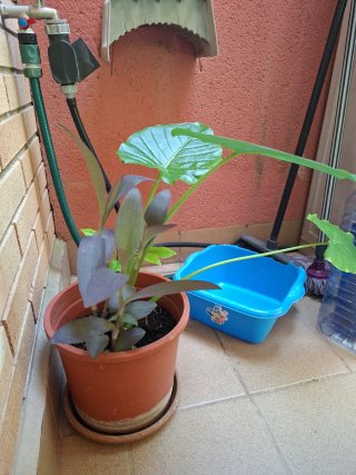 Planta Marquesa Limonero y más