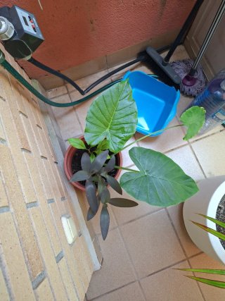 Planta Marquesa Limonero y más