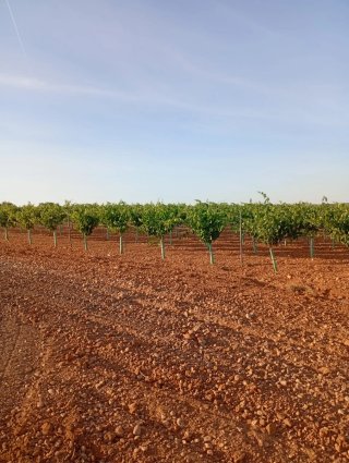 • VENTA DE FINCA DE 600HECT  •42HECT VIÑEDO .